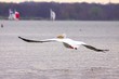American White Pelican Flying