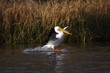 American White Pelican Landing on Water