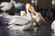 American White Pelicans at White Rock Lake in Dallas  #2