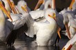 Great White Pelican #3