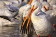 American White Pelican