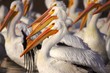American White Pelican Enjoying the Sun