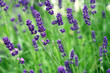 lavendel