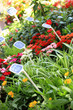 Les fleurs et les plantes au marché. Les fleurs et les plantes au marché.