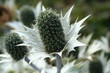 Spikey plant