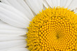 White Daisy