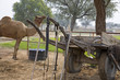 Rajasthan, India, camel in rural area