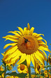 tournesol, culture de tournesol et insecte volant tournesol, culture de tournesol et insecte volant