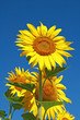tournesol sur fond ciel bleu tournesol sur fond ciel bleu