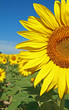 tournesol, tournesol dans un champs tournesol, tournesol dans un champs