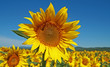 tournesol, culture et champs de tournesol tournesol, culture et champs de tournesol