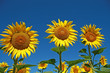 tournesol tournesol