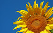 fleur de tournesol fleur de tournesol