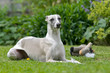 Hund mit Stofftier ll Hund mit Stofftier ll