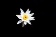 White water lily on a dark background
