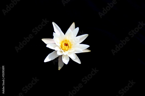 Photo: White water lily on a dark background White water lily on a dark background