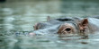 Hippo