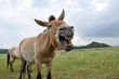 Przewalski Pferd