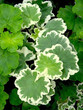 Geranium leaves