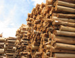 Pile of trunks for paper