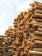 Pile of trunks for paper - vertical
