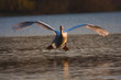 anfliegender Höckerschwan