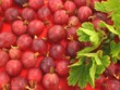 Stachelbeeren, Blätter