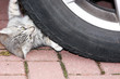 katze und auto