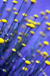 blumen abstrakt