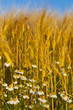 Natur