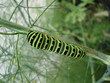 Chenille colorée
