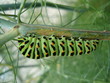 Chenille colorée