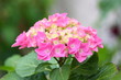 Hortensienblüte Hortensienblüte