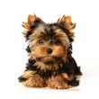 Puppy of the Yorkshire Terrier Puppy of the Yorkshire Terrier