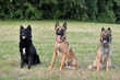 belgische Schäferhunde