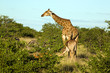 Giraffen und Zebras