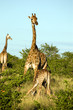 Giraffen und Zebras
