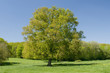 Arbre seul 3766