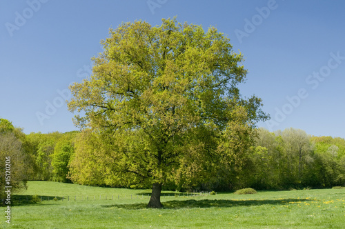 Arbre seul 3766 Arbre seul 3766