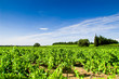 Vignes dans les Costières