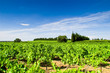 Vignes dans les Costières