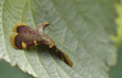 Heuzünsler