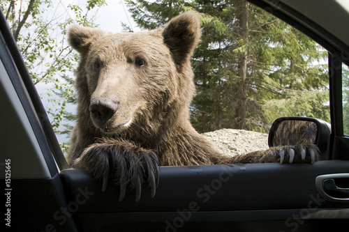 Photo: Wild Bear On My Car Window Wild Bear On My Car Window