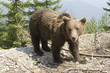 Wild Bear In The Forest Wild Bear In The Forest