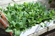 Garden annuals bedding Plants