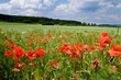 Landschaft mit Klatschmohn