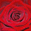 Tau auf Rose q