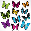Butterflies