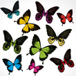 Vector: Butterflies Butterflies