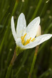 white flower with dark background